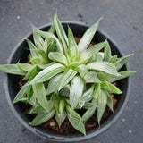 11cm pot Haworthia Grey Ghost