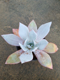 11cm pot Echeveria Cante  广寒宫11cm盆
