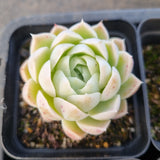 *GLGhybrid(1-1685) Special hybrid pack of 4