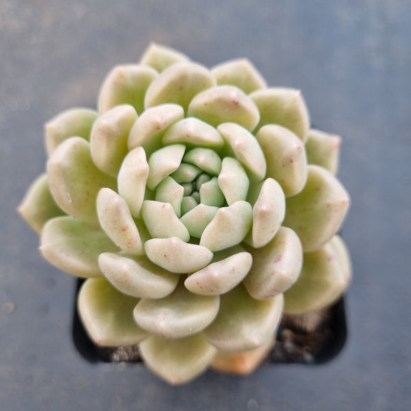 *GLGhybrid(1-1638) Graptopetalum Mendozae hybrid 丸姬杂