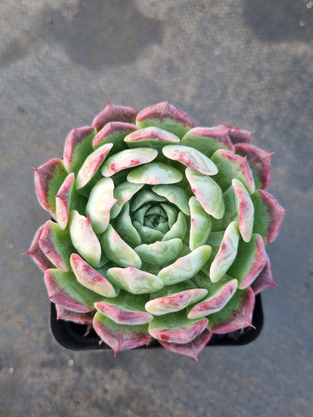 *GLGhybrid(1-1233) Echeveria Hyalina x Echeveria Sarahime Botan 海姬