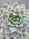 *GLGhybrid(2-15) Echeveria simulans hybrid 蓝丝绒杂