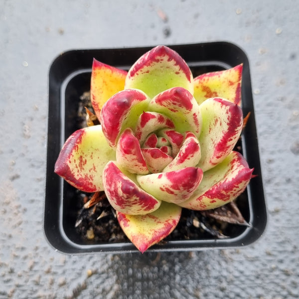 *GLGhybrid(1-1592) Echeveria agavoides Ebony hybrid 乌木杂