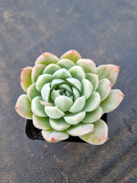 Echeveria 'Cream Rose' 奶油玫瑰