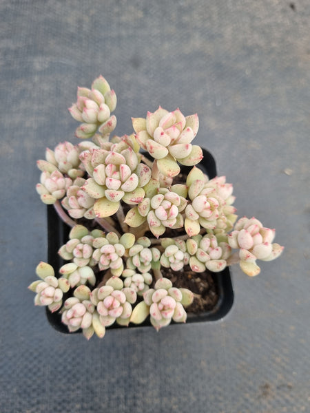 *GLGhybrid(1-917) Graptopetalum Mendozae hybrid 丸姬杂