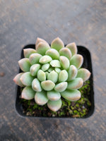 *GLGhybrid(1-744) Echeveria Gilo hybrid 财路杂