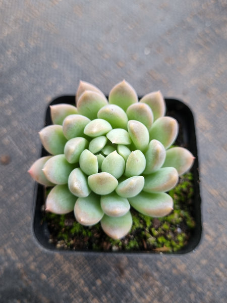 *GLGhybrid(1-744) Echeveria Gilo hybrid 财路杂