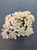 *GLGhybrid(2-31) Graptoveria Titubans hybrid 白牡丹杂