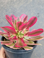 Aeonium Pink Witch 粉女巫