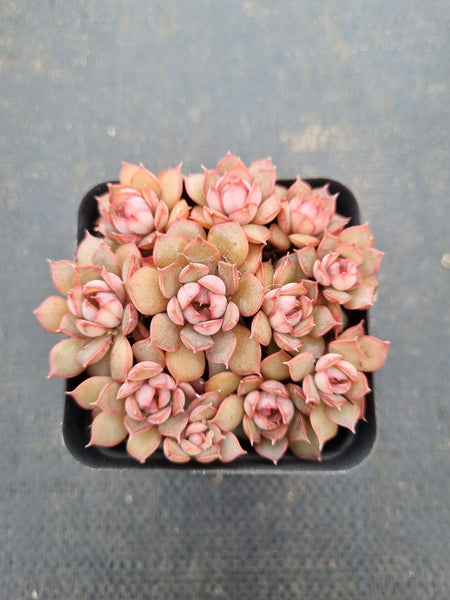 Echeveria Summer Dream 夏梦
