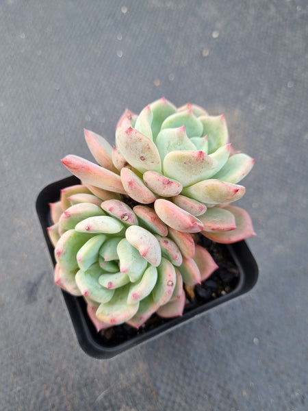 *GLGhybrid(1-1404) Echeveria Sierra hybrid 爱斯诺杂