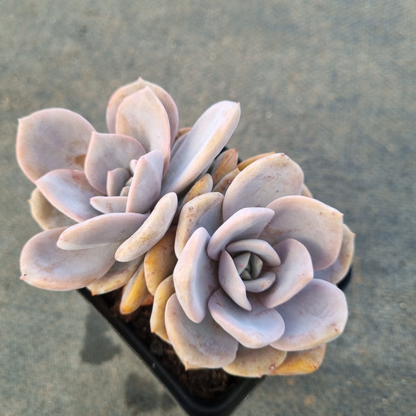 Graptopetalum Superbum x Laui 华雪/Graptoveria pink laui 粉雪莲