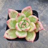 Echeveria Pink Champaign 粉香槟