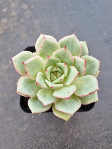 *GLGhybrid(1-1423) Echeveria 'Bloody Maria' hybrid 血色玛丽亚杂