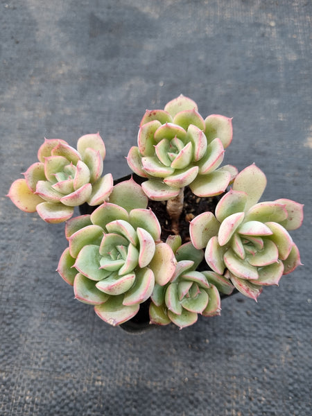 *GLGhybrid(1-979) Echeveria Ballsii Hybrid 灰姑娘杂