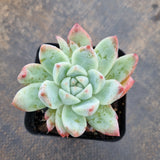 Echeveria Rumengling 如梦令