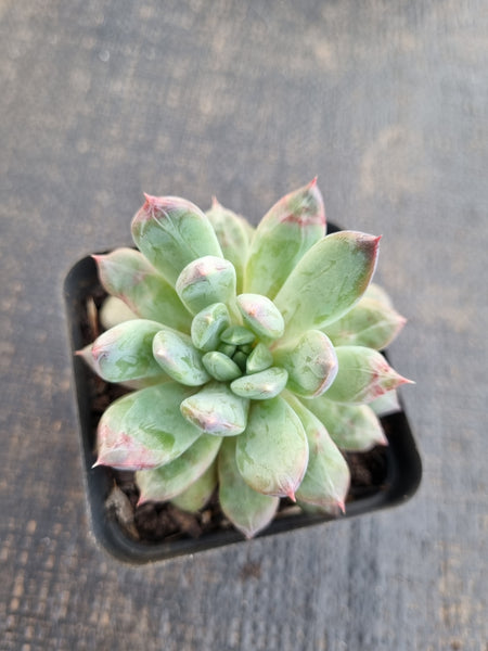 *GLGhybrid(1-1305) Pachyphytum compactum hybrid 千代田之松杂