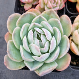 *GLGhybrid(1-503) Special hybrid pack of 4