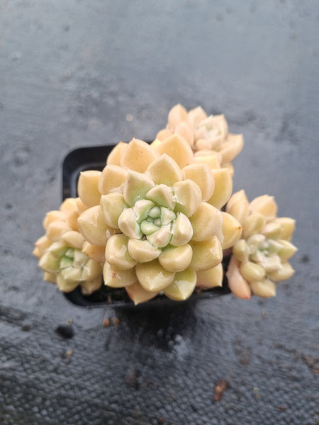 *GLGhybrid(1-1460) Graptopetalum Mendozae hybrid 丸姬杂