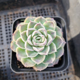 Echeveria Icy Beauty 冰美人