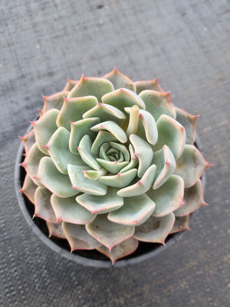 ＊GLGhybrid(2-40) Echeveria shaviana hime hybrid 沙维娜杂