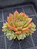 *GLGhybrid(1-562) Echeveria Agavoides hybrid 东云杂