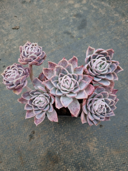 Echeveria Icy Beauty 冰美人