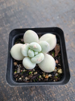 *GLGhybrid(1-761) Pachyveria Elaine hybrid 香水杂