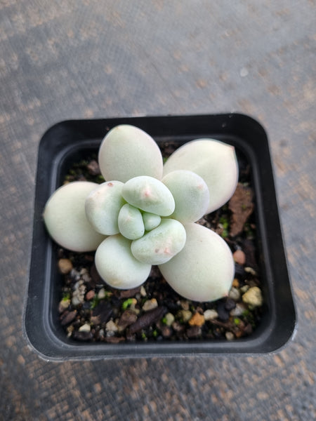 *GLGhybrid(1-761) Pachyveria Elaine hybrid 香水杂