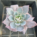 11cm pot Echeveria Afterglow  晚霞11cm盆