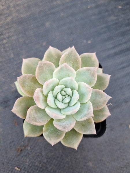 *GLGhybrid(1-1394) Echeveria Blue Bird hybrid 粉蓝鸟杂