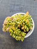 *GLGhybrid(2-49) Echeveria 'Gilva' hybrid crested 玉杯东云杂缀化