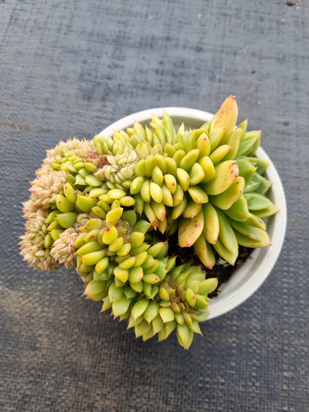 *GLGhybrid(2-49) Echeveria 'Gilva' hybrid crested 玉杯东云杂缀化