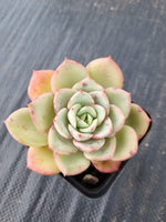 Echeveria Salmon 三文鱼