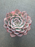 *GLGhybrid(1-998) Echeveria Laulensis hybrid 劳伦斯杂