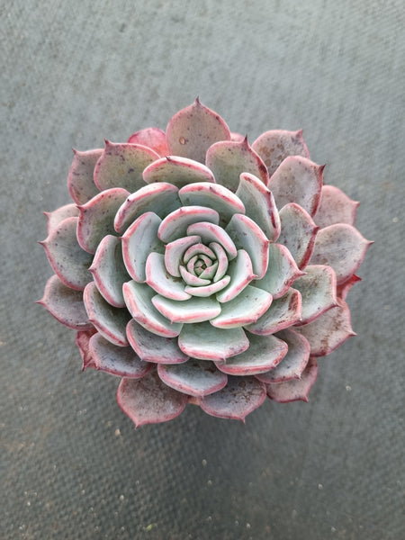 *GLGhybrid(1-998) Echeveria Laulensis hybrid 劳伦斯杂