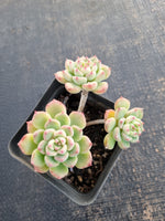 *GLGhybrid(1-655) Sedum Perezdelarosae hybrid 焦糖精灵杂
