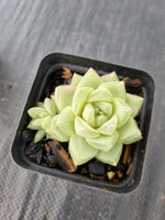 Haworthia cymbiformis(Haw.) Duval