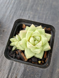 Haworthia cymbiformis(Haw.) Duval