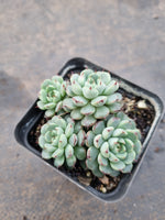 Echeveria sp. (ruotao) 若桃