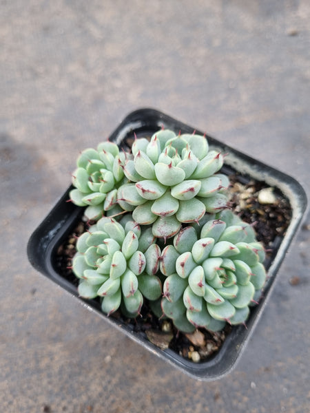 Echeveria sp. (ruotao) 若桃