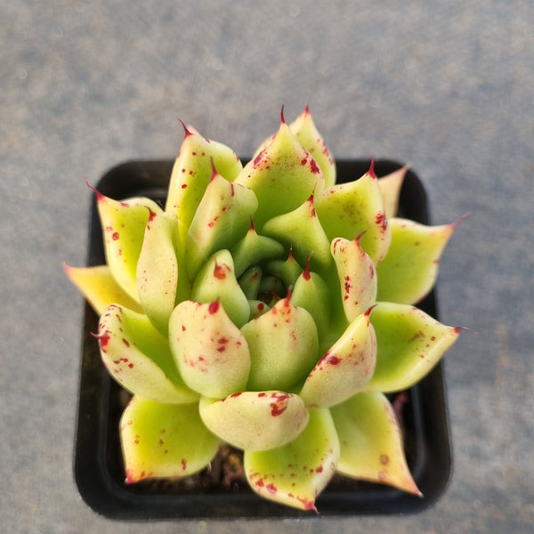 *GLGhybrid(1-1676) Echeveria cuspidata var. Zaragozae hybrid 黑爪杂