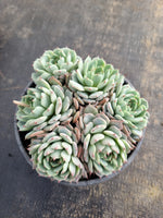 *GLGhybrid(2-183) Echeveria Halbingeri hybrid 海滨格瑞杂