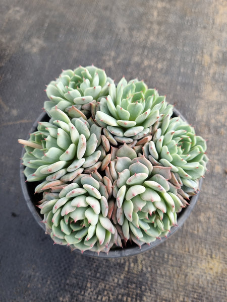 *GLGhybrid(2-183) Echeveria Halbingeri hybrid 海滨格瑞杂