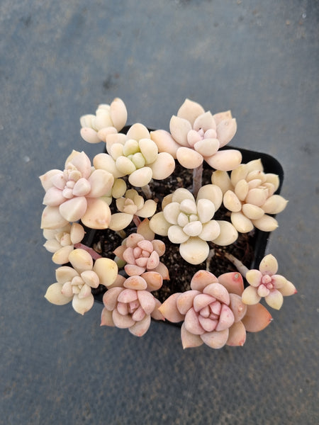 *GLGhybrid(1-1035) Assorted Succulents