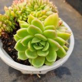 *GLGhybrid(2-8) Echeveria 'Gilva' hybrid crested 玉杯东云杂缀化