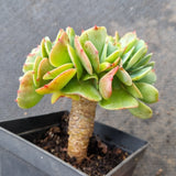 9cm pot crested no ID 不知名缀化