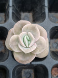 Graptoveria Lovely Rose - wide leaf cutting 大叶可爱玫瑰砍枝
