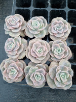 Cutting Graptoveria Lovely Rose - wide leaf 大叶可爱玫瑰砍枝