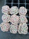 Cutting Graptoveria Lovely Rose - wide leaf 大叶可爱玫瑰砍枝